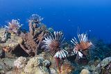 GWD Bouillante baie 21 avril 2014_21